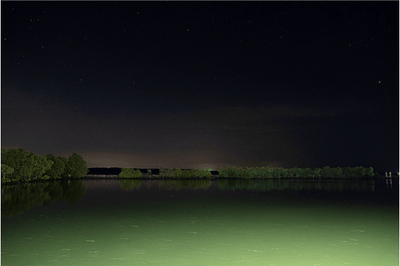 Fishing After Hours: The Beginner's Guide To Night Fishing